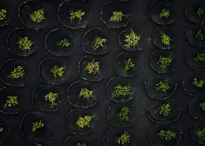 Ecofinca Aulaga וילה Masdache